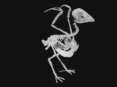 Sparrow skeleton 3D model