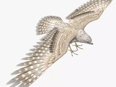 Falcon 3D model get