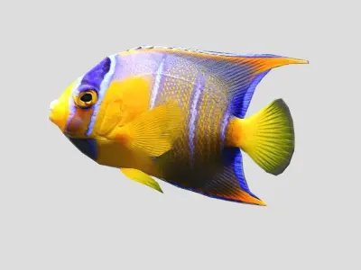 Queen Angelfish Realistic Animated Low-poly 3D model