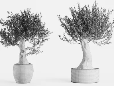 Old Olive Trees In Stone Pots 3D model