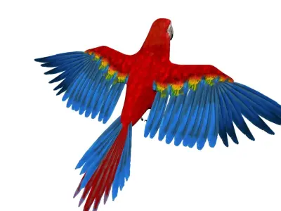 Macaw flying 3D model