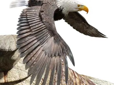 Bald Eagle - BLENDER Low-poly 3D model