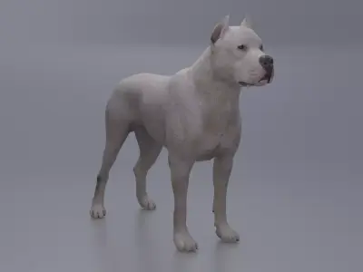 Pitbull Low-poly 3D model