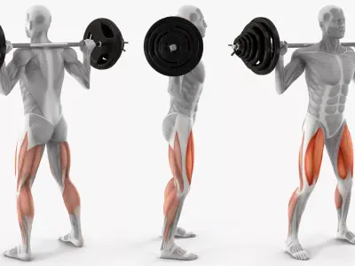 Male Muscular System Anatomy Squats 3D model purchase