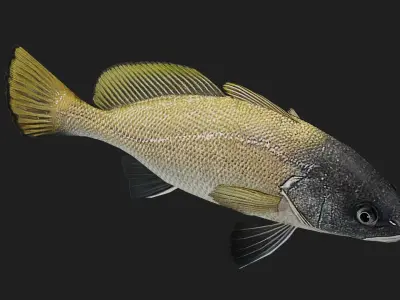 Corb fish Low-poly 3D model