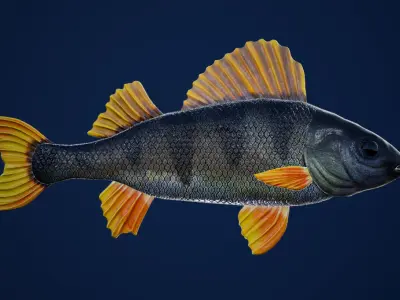 Yellow Perch Fish with Swimming Animation Low-poly 3D model