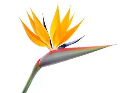 Bird of Paradise Flower model pack Low-poly 3D model
