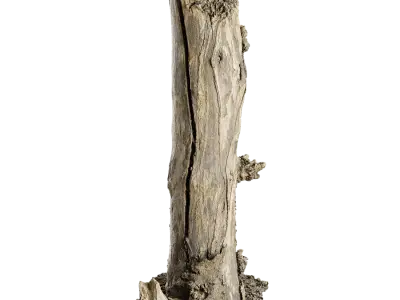  Tall Broken Split Bare Stump Model 