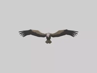LappetFaced Vulture flying model Low-poly 3D model