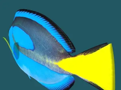 Blue Tang 3D model