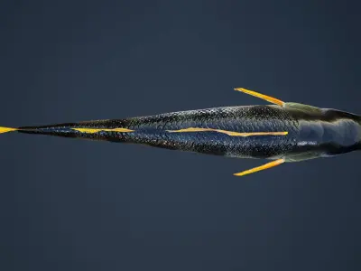 Yellow Perch Fish with Swimming Animation Low-poly 3D model