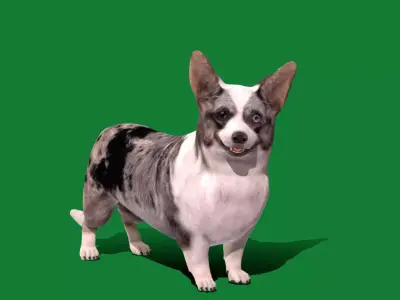 Cardigan Welsh Corgi Dog Free low-poly 3D model