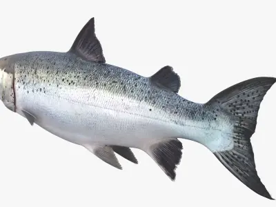 Salmon Rigged For Blender 