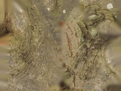 Anydrafts Koelreuteria paniculata Burl 14 Low-poly 3D model