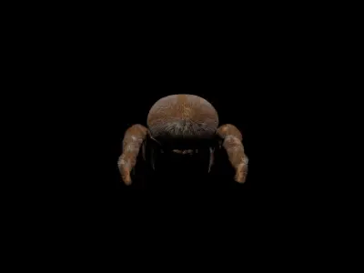 Jumping spider Free low-poly 3D model