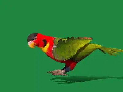 Yellow Bibbed Lory Parrot Bird Free 3D model