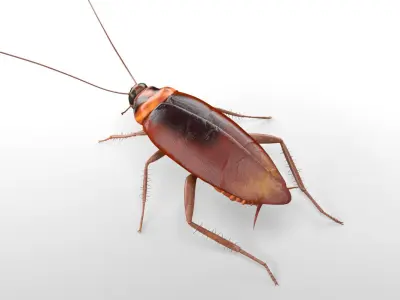 Cockroach Rigged 3D model purchase