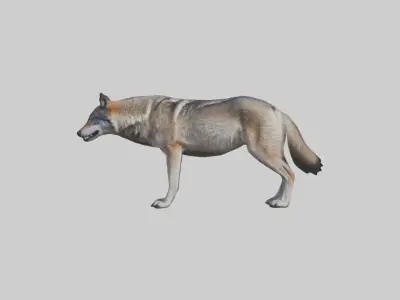 Eastern Wolf Low-poly 3D model