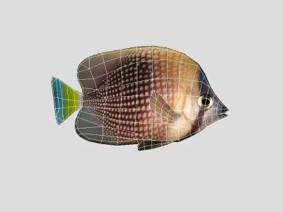 Tahitian butterflyfish Realistic Animated Low-poly 3D model