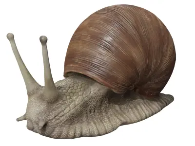 Snail 3D model buy