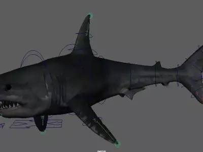 Shark 3D model 16