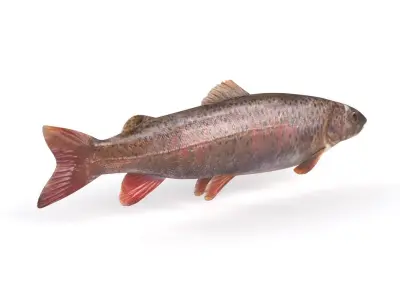 Fish model trout 3D model