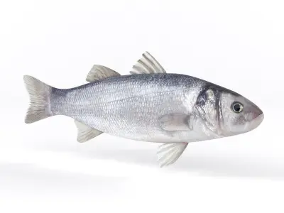 Seabass Fish 3D model get