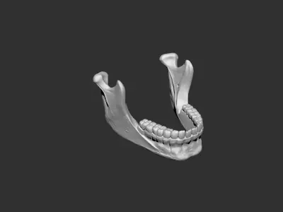 Mandible jaw human anatomy bones 3D print model