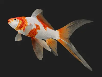 Carp fish Low-poly 3D model