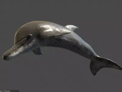 Dolphin 3D model get