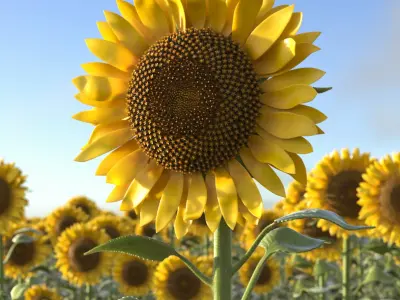 Blooming Sunflower Stem Tall Fur 3D model