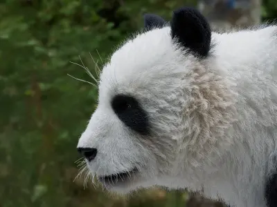  Panda RIGGED 