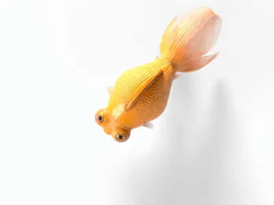 Orange gold fish Low-poly 3D model