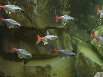 Aquarium 4K 3D model