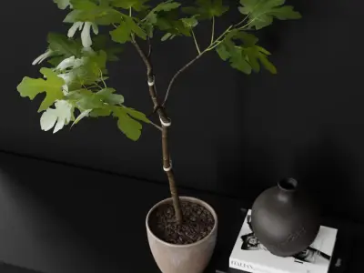  Large Potted Fig Plant Model  purchase