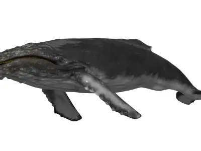 humpback whale  Low-poly 3D model