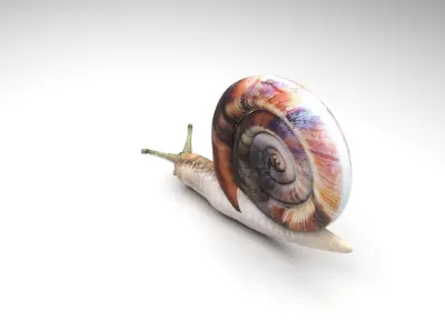 Snail 3D model order