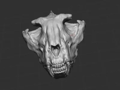 animal skull  3D model