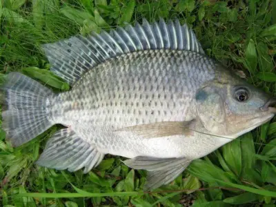 Ikan Nila 3D model