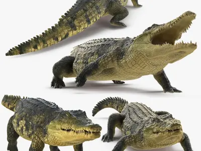 Animated Crocodile Collection for Cinema 4D 3D model