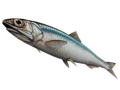 Fish Anchovy 3D model