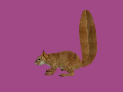 squrrel lowpoly 3d model 3D model purchase