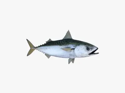 Pacific Chub Mackerel 3D model