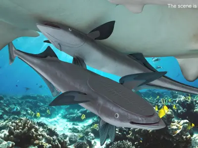 Remora Fish Rigged 