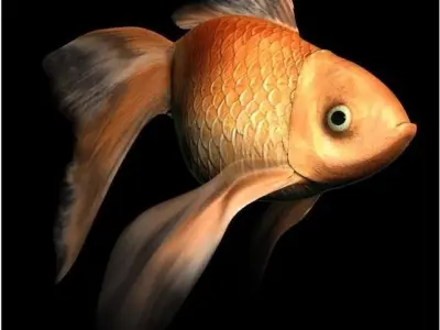 goldfish Free 3D model purchase