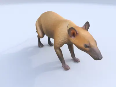 Hispaniolan Solenodon 3D model