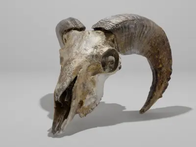 Skull ram Low-poly 3D model