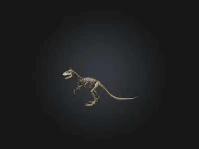 Realistic Tyrannosaurus Rex Skeleton Model Low-poly 3D model