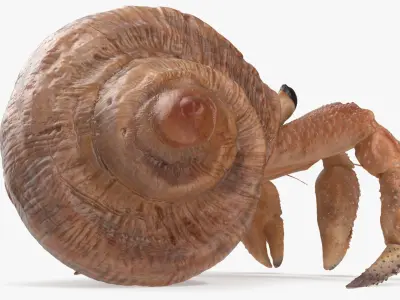 Hermit Crab Rigged for Maya 3D Model