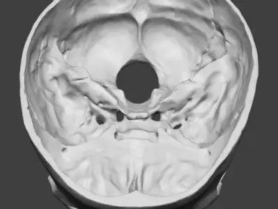 Professional Modular Human Skull - 3-Part Anatomical 3D Scan 3D print model